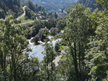 Scenic view of forest