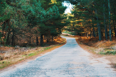 Empty road amidst trees in forest