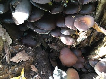 Heap of logs