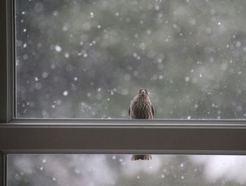 View of female cardinal perching on window