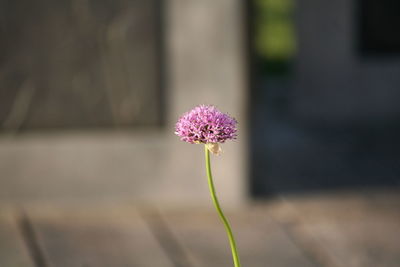 Close-up of pink flower