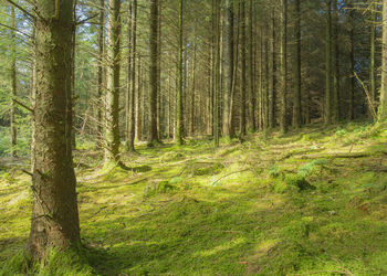 Pine trees in forest