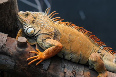 Close-up of lizard on tree trunk