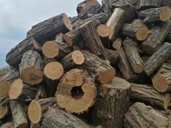 Stack of logs in forest