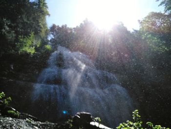 Low angle view of sunlight streaming through trees in forest