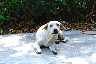 Portrait of dog sitting outdoors