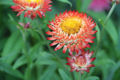 Close-up of red flowering plant