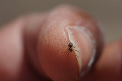 Close-up of spider on hand