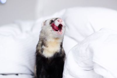 Close-up of ferret yawning on bed
