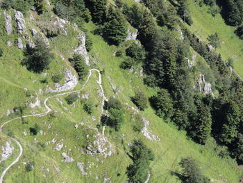 High angle view of road amidst trees