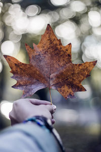 Close-up of maple leaf in autumn