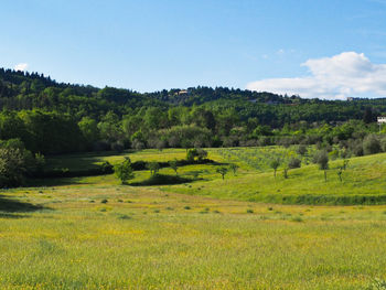 Scenic view of trees on field against sky