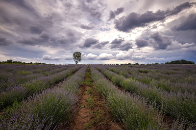 Scenic view of field against sky