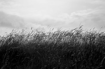 Wheat growing on field against sky