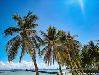 Palm trees on beach against blue sky