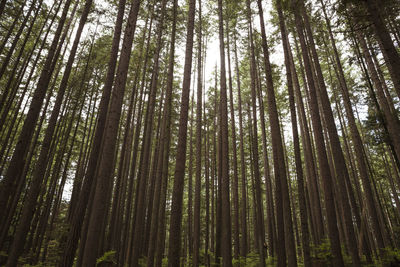 Low angle view of bamboo trees in forest