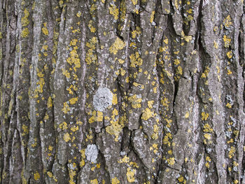 Full frame shot of tree trunk