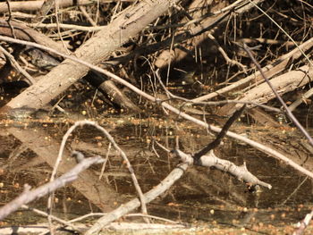 Close-up of lizard on branch