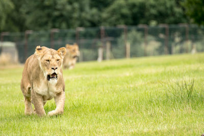 Lioness on grassy field
