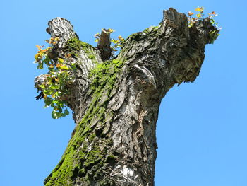 Low angle view of tree against clear blue sky