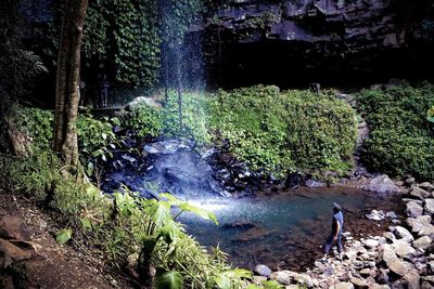 Scenic view of waterfall in forest