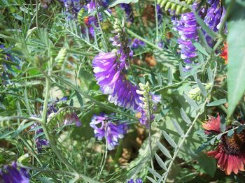 Close-up of purple flowers