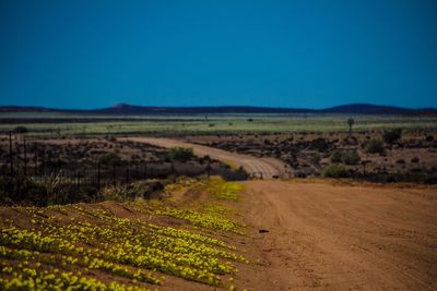 Scenic view of agricultural field against clear blue sky