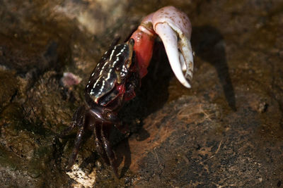 High angle view of fiddler crabs at beach