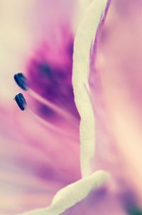 Close up of pink flowers