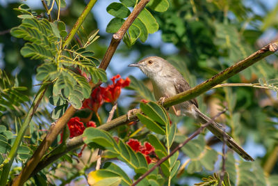 Low angle view of bird perching on tree