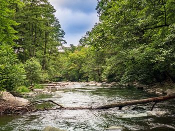 River amidst trees in forest