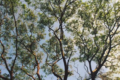 Low angle view of trees against sky