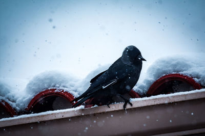 Bird perching on a snow