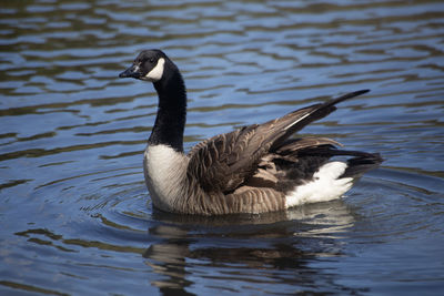 Duck swimming in lake