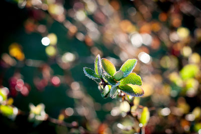 Close-up of fresh green plant