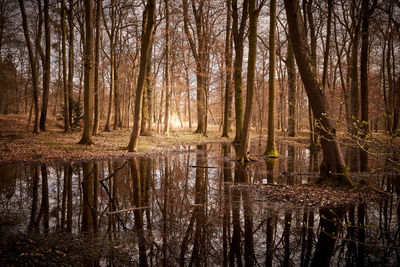 Scenic view of lake in forest