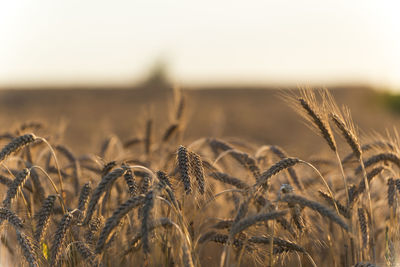 Close-up of wheat field against clear sky