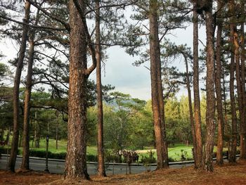 Trees in forest