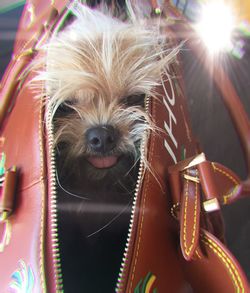 Close-up portrait of dog