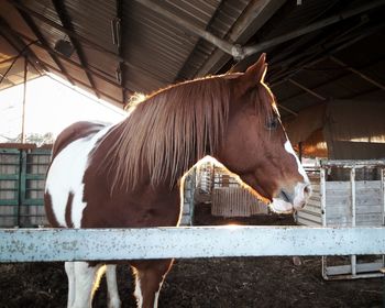 Horse standing in stable