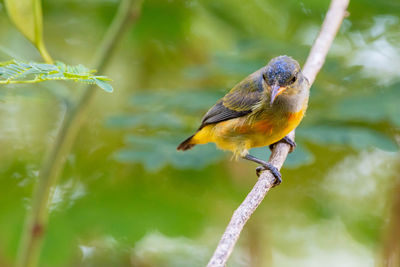 Close-up of bird perching on branch