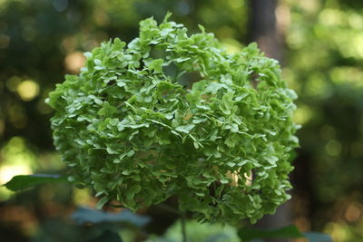 Close-up of fresh green leaves