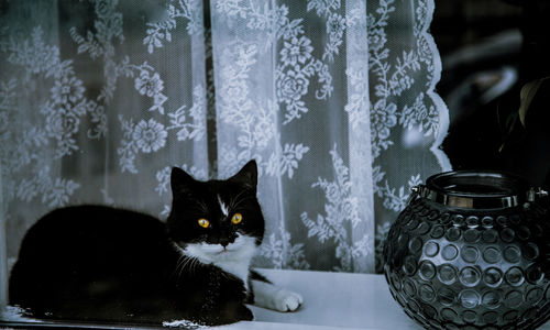 Close-up of black cat sitting on table