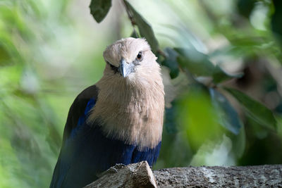 Adult blue bellied roller gets a close up perched high above you