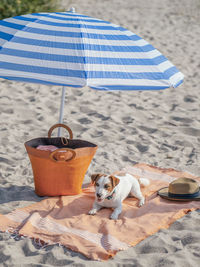 View of a dog on beach