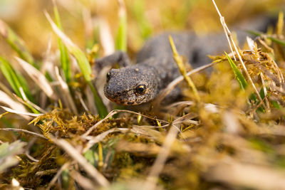 Close-up of lizard on field