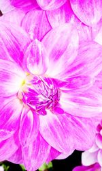 Close-up of pink flower