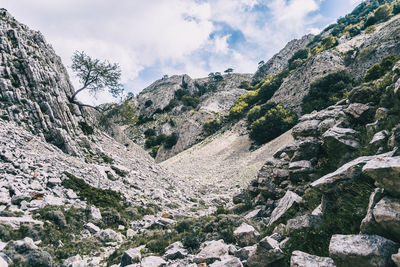 Plants growing on rock against sky