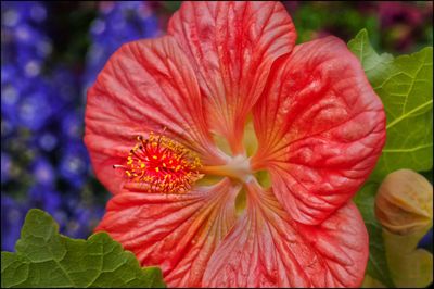 Close-up of fresh yellow hibiscus blooming outdoors