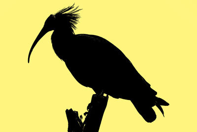 Close-up of silhouette bird perching against sky